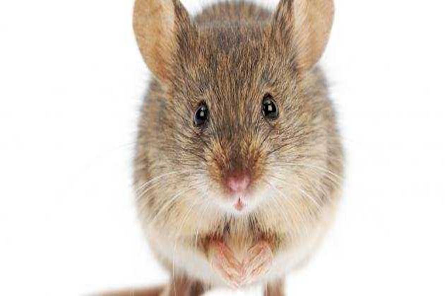 طرق التخلص نهائيا من الفئران والجرذان في البيت