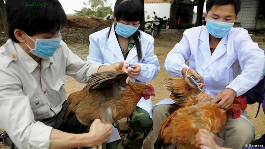  أنفلونزا الطيور: اسبابها-أعراضها-علاجها و طرق الوقاية منها