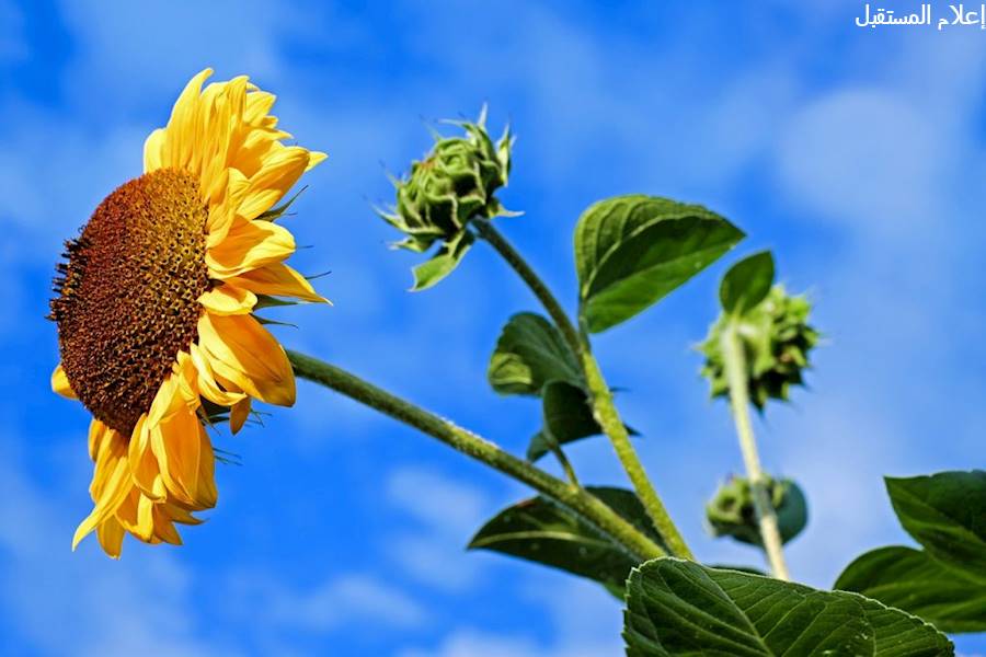 طريقة زراعة زهرة الشمس بالمنزل