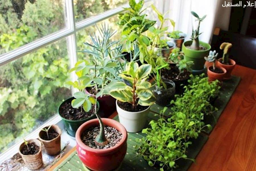 أهمية وجود نباتات الزينة بالمنزل لصحتك النفسية
